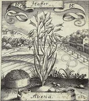 Picture 199 of 593 from Viridarium Reformatum, Seu Regnum Vegetabile, Das ist: Neu-eingerichtetes und Vollständiges Kräuter-Buch: Worinnen auff noch nicht geschehene Weise Derer Vegetabilien, als Kräutern, Sträuchen, Bäumen, Bluhmen und anderer Erd-Gewachsen Art, Krafft und Würckung dergestalt beschrieben werden, daß man dieses Werck statt einer Botanischen Bibliothec haben ... kan (1719), leaf 568