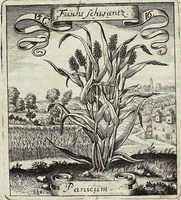 Picture 200 of 593 from Viridarium Reformatum, Seu Regnum Vegetabile, Das ist: Neu-eingerichtetes und Vollständiges Kräuter-Buch: Worinnen auff noch nicht geschehene Weise Derer Vegetabilien, als Kräutern, Sträuchen, Bäumen, Bluhmen und anderer Erd-Gewachsen Art, Krafft und Würckung dergestalt beschrieben werden, daß man dieses Werck statt einer Botanischen Bibliothec haben ... kan (1719), leaf 570