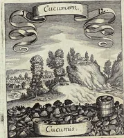 Picture 12 of 593 from Viridarium Reformatum, Seu Regnum Vegetabile, Das ist: Neu-eingerichtetes und Vollständiges Kräuter-Buch: Worinnen auff noch nicht geschehene Weise Derer Vegetabilien, als Kräutern, Sträuchen, Bäumen, Bluhmen und anderer Erd-Gewachsen Art, Krafft und Würckung dergestalt beschrieben werden, daß man dieses Werck statt einer Botanischen Bibliothec haben ... kan (1719), leaf 58