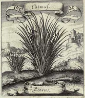 Picture 202 of 593 from Viridarium Reformatum, Seu Regnum Vegetabile, Das ist: Neu-eingerichtetes und Vollständiges Kräuter-Buch: Worinnen auff noch nicht geschehene Weise Derer Vegetabilien, als Kräutern, Sträuchen, Bäumen, Bluhmen und anderer Erd-Gewachsen Art, Krafft und Würckung dergestalt beschrieben werden, daß man dieses Werck statt einer Botanischen Bibliothec haben ... kan (1719), leaf 582