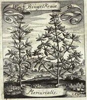 Picture 203 of 593 from Viridarium Reformatum, Seu Regnum Vegetabile, Das ist: Neu-eingerichtetes und Vollständiges Kräuter-Buch: Worinnen auff noch nicht geschehene Weise Derer Vegetabilien, als Kräutern, Sträuchen, Bäumen, Bluhmen und anderer Erd-Gewachsen Art, Krafft und Würckung dergestalt beschrieben werden, daß man dieses Werck statt einer Botanischen Bibliothec haben ... kan (1719), leaf 587