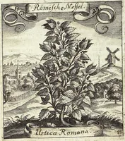 Picture 204 of 593 from Viridarium Reformatum, Seu Regnum Vegetabile, Das ist: Neu-eingerichtetes und Vollständiges Kräuter-Buch: Worinnen auff noch nicht geschehene Weise Derer Vegetabilien, als Kräutern, Sträuchen, Bäumen, Bluhmen und anderer Erd-Gewachsen Art, Krafft und Würckung dergestalt beschrieben werden, daß man dieses Werck statt einer Botanischen Bibliothec haben ... kan (1719), leaf 589