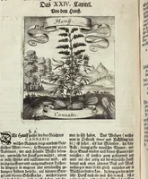Picture 205 of 593 from Viridarium Reformatum, Seu Regnum Vegetabile, Das ist: Neu-eingerichtetes und Vollständiges Kräuter-Buch: Worinnen auff noch nicht geschehene Weise Derer Vegetabilien, als Kräutern, Sträuchen, Bäumen, Bluhmen und anderer Erd-Gewachsen Art, Krafft und Würckung dergestalt beschrieben werden, daß man dieses Werck statt einer Botanischen Bibliothec haben ... kan (1719), leaf 592