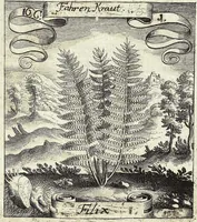 Picture 207 of 593 from Viridarium Reformatum, Seu Regnum Vegetabile, Das ist: Neu-eingerichtetes und Vollständiges Kräuter-Buch: Worinnen auff noch nicht geschehene Weise Derer Vegetabilien, als Kräutern, Sträuchen, Bäumen, Bluhmen und anderer Erd-Gewachsen Art, Krafft und Würckung dergestalt beschrieben werden, daß man dieses Werck statt einer Botanischen Bibliothec haben ... kan (1719), leaf 597