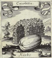 Picture 13 of 593 from Viridarium Reformatum, Seu Regnum Vegetabile, Das ist: Neu-eingerichtetes und Vollständiges Kräuter-Buch: Worinnen auff noch nicht geschehene Weise Derer Vegetabilien, als Kräutern, Sträuchen, Bäumen, Bluhmen und anderer Erd-Gewachsen Art, Krafft und Würckung dergestalt beschrieben werden, daß man dieses Werck statt einer Botanischen Bibliothec haben ... kan (1719), leaf 60