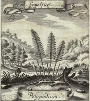 Picture 208 of 593 from Viridarium Reformatum, Seu Regnum Vegetabile, Das ist: Neu-eingerichtetes und Vollständiges Kräuter-Buch: Worinnen auff noch nicht geschehene Weise Derer Vegetabilien, als Kräutern, Sträuchen, Bäumen, Bluhmen und anderer Erd-Gewachsen Art, Krafft und Würckung dergestalt beschrieben werden, daß man dieses Werck statt einer Botanischen Bibliothec haben ... kan (1719), leaf 600