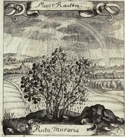 Picture 210 of 593 from Viridarium Reformatum, Seu Regnum Vegetabile, Das ist: Neu-eingerichtetes und Vollständiges Kräuter-Buch: Worinnen auff noch nicht geschehene Weise Derer Vegetabilien, als Kräutern, Sträuchen, Bäumen, Bluhmen und anderer Erd-Gewachsen Art, Krafft und Würckung dergestalt beschrieben werden, daß man dieses Werck statt einer Botanischen Bibliothec haben ... kan (1719), leaf 604