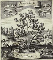 Picture 211 of 593 from Viridarium Reformatum, Seu Regnum Vegetabile, Das ist: Neu-eingerichtetes und Vollständiges Kräuter-Buch: Worinnen auff noch nicht geschehene Weise Derer Vegetabilien, als Kräutern, Sträuchen, Bäumen, Bluhmen und anderer Erd-Gewachsen Art, Krafft und Würckung dergestalt beschrieben werden, daß man dieses Werck statt einer Botanischen Bibliothec haben ... kan (1719), leaf 606