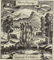 Picture 212 of 593 from Viridarium Reformatum, Seu Regnum Vegetabile, Das ist: Neu-eingerichtetes und Vollständiges Kräuter-Buch: Worinnen auff noch nicht geschehene Weise Derer Vegetabilien, als Kräutern, Sträuchen, Bäumen, Bluhmen und anderer Erd-Gewachsen Art, Krafft und Würckung dergestalt beschrieben werden, daß man dieses Werck statt einer Botanischen Bibliothec haben ... kan (1719), leaf 608