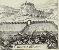 Picture 14 of 593 from Viridarium Reformatum, Seu Regnum Vegetabile, Das ist: Neu-eingerichtetes und Vollständiges Kräuter-Buch: Worinnen auff noch nicht geschehene Weise Derer Vegetabilien, als Kräutern, Sträuchen, Bäumen, Bluhmen und anderer Erd-Gewachsen Art, Krafft und Würckung dergestalt beschrieben werden, daß man dieses Werck statt einer Botanischen Bibliothec haben ... kan (1719), leaf 62