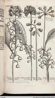 Picture 216 of 593 from Viridarium Reformatum, Seu Regnum Vegetabile, Das ist: Neu-eingerichtetes und Vollständiges Kräuter-Buch: Worinnen auff noch nicht geschehene Weise Derer Vegetabilien, als Kräutern, Sträuchen, Bäumen, Bluhmen und anderer Erd-Gewachsen Art, Krafft und Würckung dergestalt beschrieben werden, daß man dieses Werck statt einer Botanischen Bibliothec haben ... kan (1719), leaf 637