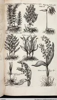 Picture 217 of 593 from Viridarium Reformatum, Seu Regnum Vegetabile, Das ist: Neu-eingerichtetes und Vollständiges Kräuter-Buch: Worinnen auff noch nicht geschehene Weise Derer Vegetabilien, als Kräutern, Sträuchen, Bäumen, Bluhmen und anderer Erd-Gewachsen Art, Krafft und Würckung dergestalt beschrieben werden, daß man dieses Werck statt einer Botanischen Bibliothec haben ... kan (1719), leaf 638