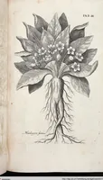 Picture 218 of 593 from Viridarium Reformatum, Seu Regnum Vegetabile, Das ist: Neu-eingerichtetes und Vollständiges Kräuter-Buch: Worinnen auff noch nicht geschehene Weise Derer Vegetabilien, als Kräutern, Sträuchen, Bäumen, Bluhmen und anderer Erd-Gewachsen Art, Krafft und Würckung dergestalt beschrieben werden, daß man dieses Werck statt einer Botanischen Bibliothec haben ... kan (1719), leaf 639