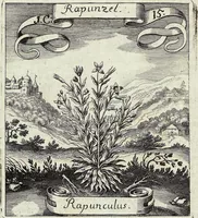 Picture 15 of 593 from Viridarium Reformatum, Seu Regnum Vegetabile, Das ist: Neu-eingerichtetes und Vollständiges Kräuter-Buch: Worinnen auff noch nicht geschehene Weise Derer Vegetabilien, als Kräutern, Sträuchen, Bäumen, Bluhmen und anderer Erd-Gewachsen Art, Krafft und Würckung dergestalt beschrieben werden, daß man dieses Werck statt einer Botanischen Bibliothec haben ... kan (1719), leaf 64
