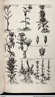 Picture 219 of 593 from Viridarium Reformatum, Seu Regnum Vegetabile, Das ist: Neu-eingerichtetes und Vollständiges Kräuter-Buch: Worinnen auff noch nicht geschehene Weise Derer Vegetabilien, als Kräutern, Sträuchen, Bäumen, Bluhmen und anderer Erd-Gewachsen Art, Krafft und Würckung dergestalt beschrieben werden, daß man dieses Werck statt einer Botanischen Bibliothec haben ... kan (1719), leaf 640