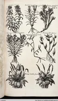 Picture 220 of 593 from Viridarium Reformatum, Seu Regnum Vegetabile, Das ist: Neu-eingerichtetes und Vollständiges Kräuter-Buch: Worinnen auff noch nicht geschehene Weise Derer Vegetabilien, als Kräutern, Sträuchen, Bäumen, Bluhmen und anderer Erd-Gewachsen Art, Krafft und Würckung dergestalt beschrieben werden, daß man dieses Werck statt einer Botanischen Bibliothec haben ... kan (1719), leaf 641