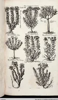 Picture 222 of 593 from Viridarium Reformatum, Seu Regnum Vegetabile, Das ist: Neu-eingerichtetes und Vollständiges Kräuter-Buch: Worinnen auff noch nicht geschehene Weise Derer Vegetabilien, als Kräutern, Sträuchen, Bäumen, Bluhmen und anderer Erd-Gewachsen Art, Krafft und Würckung dergestalt beschrieben werden, daß man dieses Werck statt einer Botanischen Bibliothec haben ... kan (1719), leaf 643