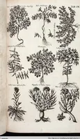 Picture 224 of 593 from Viridarium Reformatum, Seu Regnum Vegetabile, Das ist: Neu-eingerichtetes und Vollständiges Kräuter-Buch: Worinnen auff noch nicht geschehene Weise Derer Vegetabilien, als Kräutern, Sträuchen, Bäumen, Bluhmen und anderer Erd-Gewachsen Art, Krafft und Würckung dergestalt beschrieben werden, daß man dieses Werck statt einer Botanischen Bibliothec haben ... kan (1719), leaf 645