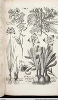 An illustration from Viridarium Reformatum, Seu Regnum Vegetabile, Das ist: Neu-eingerichtetes und Vollständiges Kräuter-Buch: Worinnen auff noch nicht geschehene Weise Derer Vegetabilien, als Kräutern, Sträuchen, Bäumen, Bluhmen und anderer Erd-Gewachsen Art, Krafft und Würckung dergestalt beschrieben werden, daß man dieses Werck statt einer Botanischen Bibliothec haben ... kan (1719)