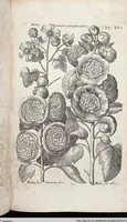 Picture 231 of 593 from Viridarium Reformatum, Seu Regnum Vegetabile, Das ist: Neu-eingerichtetes und Vollständiges Kräuter-Buch: Worinnen auff noch nicht geschehene Weise Derer Vegetabilien, als Kräutern, Sträuchen, Bäumen, Bluhmen und anderer Erd-Gewachsen Art, Krafft und Würckung dergestalt beschrieben werden, daß man dieses Werck statt einer Botanischen Bibliothec haben ... kan (1719), leaf 652