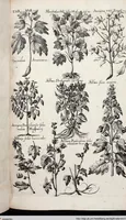 Picture 232 of 593 from Viridarium Reformatum, Seu Regnum Vegetabile, Das ist: Neu-eingerichtetes und Vollständiges Kräuter-Buch: Worinnen auff noch nicht geschehene Weise Derer Vegetabilien, als Kräutern, Sträuchen, Bäumen, Bluhmen und anderer Erd-Gewachsen Art, Krafft und Würckung dergestalt beschrieben werden, daß man dieses Werck statt einer Botanischen Bibliothec haben ... kan (1719), leaf 653