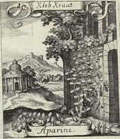Picture 16 of 593 from Viridarium Reformatum, Seu Regnum Vegetabile, Das ist: Neu-eingerichtetes und Vollständiges Kräuter-Buch: Worinnen auff noch nicht geschehene Weise Derer Vegetabilien, als Kräutern, Sträuchen, Bäumen, Bluhmen und anderer Erd-Gewachsen Art, Krafft und Würckung dergestalt beschrieben werden, daß man dieses Werck statt einer Botanischen Bibliothec haben ... kan (1719), leaf 66