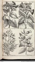 Picture 241 of 593 from Viridarium Reformatum, Seu Regnum Vegetabile, Das ist: Neu-eingerichtetes und Vollständiges Kräuter-Buch: Worinnen auff noch nicht geschehene Weise Derer Vegetabilien, als Kräutern, Sträuchen, Bäumen, Bluhmen und anderer Erd-Gewachsen Art, Krafft und Würckung dergestalt beschrieben werden, daß man dieses Werck statt einer Botanischen Bibliothec haben ... kan (1719), leaf 662