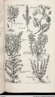 Picture 244 of 593 from Viridarium Reformatum, Seu Regnum Vegetabile, Das ist: Neu-eingerichtetes und Vollständiges Kräuter-Buch: Worinnen auff noch nicht geschehene Weise Derer Vegetabilien, als Kräutern, Sträuchen, Bäumen, Bluhmen und anderer Erd-Gewachsen Art, Krafft und Würckung dergestalt beschrieben werden, daß man dieses Werck statt einer Botanischen Bibliothec haben ... kan (1719), leaf 665