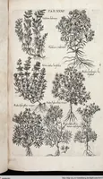 Picture 246 of 593 from Viridarium Reformatum, Seu Regnum Vegetabile, Das ist: Neu-eingerichtetes und Vollständiges Kräuter-Buch: Worinnen auff noch nicht geschehene Weise Derer Vegetabilien, als Kräutern, Sträuchen, Bäumen, Bluhmen und anderer Erd-Gewachsen Art, Krafft und Würckung dergestalt beschrieben werden, daß man dieses Werck statt einer Botanischen Bibliothec haben ... kan (1719), leaf 667