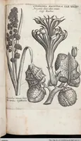 Picture 249 of 593 from Viridarium Reformatum, Seu Regnum Vegetabile, Das ist: Neu-eingerichtetes und Vollständiges Kräuter-Buch: Worinnen auff noch nicht geschehene Weise Derer Vegetabilien, als Kräutern, Sträuchen, Bäumen, Bluhmen und anderer Erd-Gewachsen Art, Krafft und Würckung dergestalt beschrieben werden, daß man dieses Werck statt einer Botanischen Bibliothec haben ... kan (1719), leaf 670