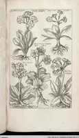 Picture 250 of 593 from Viridarium Reformatum, Seu Regnum Vegetabile, Das ist: Neu-eingerichtetes und Vollständiges Kräuter-Buch: Worinnen auff noch nicht geschehene Weise Derer Vegetabilien, als Kräutern, Sträuchen, Bäumen, Bluhmen und anderer Erd-Gewachsen Art, Krafft und Würckung dergestalt beschrieben werden, daß man dieses Werck statt einer Botanischen Bibliothec haben ... kan (1719), leaf 671