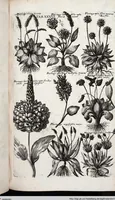 Picture 251 of 593 from Viridarium Reformatum, Seu Regnum Vegetabile, Das ist: Neu-eingerichtetes und Vollständiges Kräuter-Buch: Worinnen auff noch nicht geschehene Weise Derer Vegetabilien, als Kräutern, Sträuchen, Bäumen, Bluhmen und anderer Erd-Gewachsen Art, Krafft und Würckung dergestalt beschrieben werden, daß man dieses Werck statt einer Botanischen Bibliothec haben ... kan (1719), leaf 672