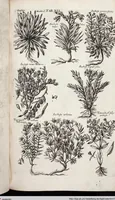 An illustration from Viridarium Reformatum, Seu Regnum Vegetabile, Das ist: Neu-eingerichtetes und Vollständiges Kräuter-Buch: Worinnen auff noch nicht geschehene Weise Derer Vegetabilien, als Kräutern, Sträuchen, Bäumen, Bluhmen und anderer Erd-Gewachsen Art, Krafft und Würckung dergestalt beschrieben werden, daß man dieses Werck statt einer Botanischen Bibliothec haben ... kan (1719)