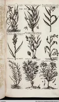 Picture 260 of 593 from Viridarium Reformatum, Seu Regnum Vegetabile, Das ist: Neu-eingerichtetes und Vollständiges Kräuter-Buch: Worinnen auff noch nicht geschehene Weise Derer Vegetabilien, als Kräutern, Sträuchen, Bäumen, Bluhmen und anderer Erd-Gewachsen Art, Krafft und Würckung dergestalt beschrieben werden, daß man dieses Werck statt einer Botanischen Bibliothec haben ... kan (1719), leaf 681