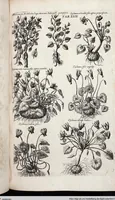 Picture 264 of 593 from Viridarium Reformatum, Seu Regnum Vegetabile, Das ist: Neu-eingerichtetes und Vollständiges Kräuter-Buch: Worinnen auff noch nicht geschehene Weise Derer Vegetabilien, als Kräutern, Sträuchen, Bäumen, Bluhmen und anderer Erd-Gewachsen Art, Krafft und Würckung dergestalt beschrieben werden, daß man dieses Werck statt einer Botanischen Bibliothec haben ... kan (1719), leaf 685