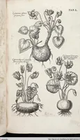 Picture 265 of 593 from Viridarium Reformatum, Seu Regnum Vegetabile, Das ist: Neu-eingerichtetes und Vollständiges Kräuter-Buch: Worinnen auff noch nicht geschehene Weise Derer Vegetabilien, als Kräutern, Sträuchen, Bäumen, Bluhmen und anderer Erd-Gewachsen Art, Krafft und Würckung dergestalt beschrieben werden, daß man dieses Werck statt einer Botanischen Bibliothec haben ... kan (1719), leaf 686