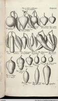 Picture 266 of 593 from Viridarium Reformatum, Seu Regnum Vegetabile, Das ist: Neu-eingerichtetes und Vollständiges Kräuter-Buch: Worinnen auff noch nicht geschehene Weise Derer Vegetabilien, als Kräutern, Sträuchen, Bäumen, Bluhmen und anderer Erd-Gewachsen Art, Krafft und Würckung dergestalt beschrieben werden, daß man dieses Werck statt einer Botanischen Bibliothec haben ... kan (1719), leaf 687
