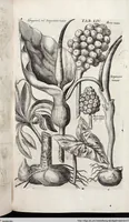 Picture 269 of 593 from Viridarium Reformatum, Seu Regnum Vegetabile, Das ist: Neu-eingerichtetes und Vollständiges Kräuter-Buch: Worinnen auff noch nicht geschehene Weise Derer Vegetabilien, als Kräutern, Sträuchen, Bäumen, Bluhmen und anderer Erd-Gewachsen Art, Krafft und Würckung dergestalt beschrieben werden, daß man dieses Werck statt einer Botanischen Bibliothec haben ... kan (1719), leaf 690