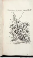Picture 271 of 593 from Viridarium Reformatum, Seu Regnum Vegetabile, Das ist: Neu-eingerichtetes und Vollständiges Kräuter-Buch: Worinnen auff noch nicht geschehene Weise Derer Vegetabilien, als Kräutern, Sträuchen, Bäumen, Bluhmen und anderer Erd-Gewachsen Art, Krafft und Würckung dergestalt beschrieben werden, daß man dieses Werck statt einer Botanischen Bibliothec haben ... kan (1719), leaf 692