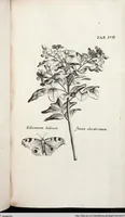 Picture 272 of 593 from Viridarium Reformatum, Seu Regnum Vegetabile, Das ist: Neu-eingerichtetes und Vollständiges Kräuter-Buch: Worinnen auff noch nicht geschehene Weise Derer Vegetabilien, als Kräutern, Sträuchen, Bäumen, Bluhmen und anderer Erd-Gewachsen Art, Krafft und Würckung dergestalt beschrieben werden, daß man dieses Werck statt einer Botanischen Bibliothec haben ... kan (1719), leaf 693
