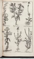 Picture 275 of 593 from Viridarium Reformatum, Seu Regnum Vegetabile, Das ist: Neu-eingerichtetes und Vollständiges Kräuter-Buch: Worinnen auff noch nicht geschehene Weise Derer Vegetabilien, als Kräutern, Sträuchen, Bäumen, Bluhmen und anderer Erd-Gewachsen Art, Krafft und Würckung dergestalt beschrieben werden, daß man dieses Werck statt einer Botanischen Bibliothec haben ... kan (1719), leaf 696