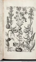 An illustration from Viridarium Reformatum, Seu Regnum Vegetabile, Das ist: Neu-eingerichtetes und Vollständiges Kräuter-Buch: Worinnen auff noch nicht geschehene Weise Derer Vegetabilien, als Kräutern, Sträuchen, Bäumen, Bluhmen und anderer Erd-Gewachsen Art, Krafft und Würckung dergestalt beschrieben werden, daß man dieses Werck statt einer Botanischen Bibliothec haben ... kan (1719)