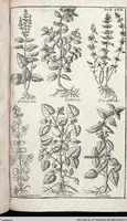 Picture 277 of 593 from Viridarium Reformatum, Seu Regnum Vegetabile, Das ist: Neu-eingerichtetes und Vollständiges Kräuter-Buch: Worinnen auff noch nicht geschehene Weise Derer Vegetabilien, als Kräutern, Sträuchen, Bäumen, Bluhmen und anderer Erd-Gewachsen Art, Krafft und Würckung dergestalt beschrieben werden, daß man dieses Werck statt einer Botanischen Bibliothec haben ... kan (1719), leaf 698