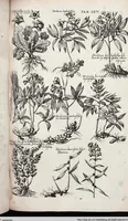 Picture 280 of 593 from Viridarium Reformatum, Seu Regnum Vegetabile, Das ist: Neu-eingerichtetes und Vollständiges Kräuter-Buch: Worinnen auff noch nicht geschehene Weise Derer Vegetabilien, als Kräutern, Sträuchen, Bäumen, Bluhmen und anderer Erd-Gewachsen Art, Krafft und Würckung dergestalt beschrieben werden, daß man dieses Werck statt einer Botanischen Bibliothec haben ... kan (1719), leaf 701