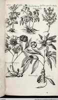 An illustration from Viridarium Reformatum, Seu Regnum Vegetabile, Das ist: Neu-eingerichtetes und Vollständiges Kräuter-Buch: Worinnen auff noch nicht geschehene Weise Derer Vegetabilien, als Kräutern, Sträuchen, Bäumen, Bluhmen und anderer Erd-Gewachsen Art, Krafft und Würckung dergestalt beschrieben werden, daß man dieses Werck statt einer Botanischen Bibliothec haben ... kan (1719)