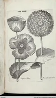 Picture 284 of 593 from Viridarium Reformatum, Seu Regnum Vegetabile, Das ist: Neu-eingerichtetes und Vollständiges Kräuter-Buch: Worinnen auff noch nicht geschehene Weise Derer Vegetabilien, als Kräutern, Sträuchen, Bäumen, Bluhmen und anderer Erd-Gewachsen Art, Krafft und Würckung dergestalt beschrieben werden, daß man dieses Werck statt einer Botanischen Bibliothec haben ... kan (1719), leaf 705
