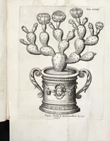 Picture 286 of 593 from Viridarium Reformatum, Seu Regnum Vegetabile, Das ist: Neu-eingerichtetes und Vollständiges Kräuter-Buch: Worinnen auff noch nicht geschehene Weise Derer Vegetabilien, als Kräutern, Sträuchen, Bäumen, Bluhmen und anderer Erd-Gewachsen Art, Krafft und Würckung dergestalt beschrieben werden, daß man dieses Werck statt einer Botanischen Bibliothec haben ... kan (1719), leaf 708