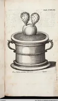 Picture 287 of 593 from Viridarium Reformatum, Seu Regnum Vegetabile, Das ist: Neu-eingerichtetes und Vollständiges Kräuter-Buch: Worinnen auff noch nicht geschehene Weise Derer Vegetabilien, als Kräutern, Sträuchen, Bäumen, Bluhmen und anderer Erd-Gewachsen Art, Krafft und Würckung dergestalt beschrieben werden, daß man dieses Werck statt einer Botanischen Bibliothec haben ... kan (1719), leaf 709