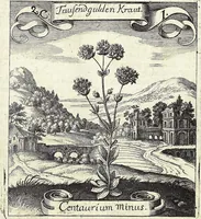 Picture 18 of 593 from Viridarium Reformatum, Seu Regnum Vegetabile, Das ist: Neu-eingerichtetes und Vollständiges Kräuter-Buch: Worinnen auff noch nicht geschehene Weise Derer Vegetabilien, als Kräutern, Sträuchen, Bäumen, Bluhmen und anderer Erd-Gewachsen Art, Krafft und Würckung dergestalt beschrieben werden, daß man dieses Werck statt einer Botanischen Bibliothec haben ... kan (1719), leaf 71