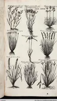Picture 291 of 593 from Viridarium Reformatum, Seu Regnum Vegetabile, Das ist: Neu-eingerichtetes und Vollständiges Kräuter-Buch: Worinnen auff noch nicht geschehene Weise Derer Vegetabilien, als Kräutern, Sträuchen, Bäumen, Bluhmen und anderer Erd-Gewachsen Art, Krafft und Würckung dergestalt beschrieben werden, daß man dieses Werck statt einer Botanischen Bibliothec haben ... kan (1719), leaf 713